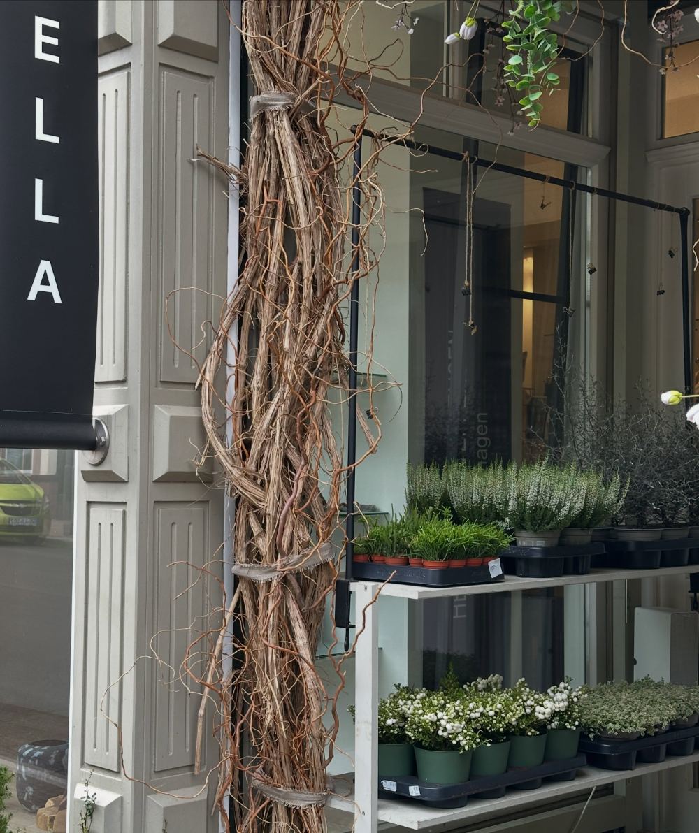 Eingang von ELLA mit Weidenranken an der Fassade und Pflanzen auf Regalen