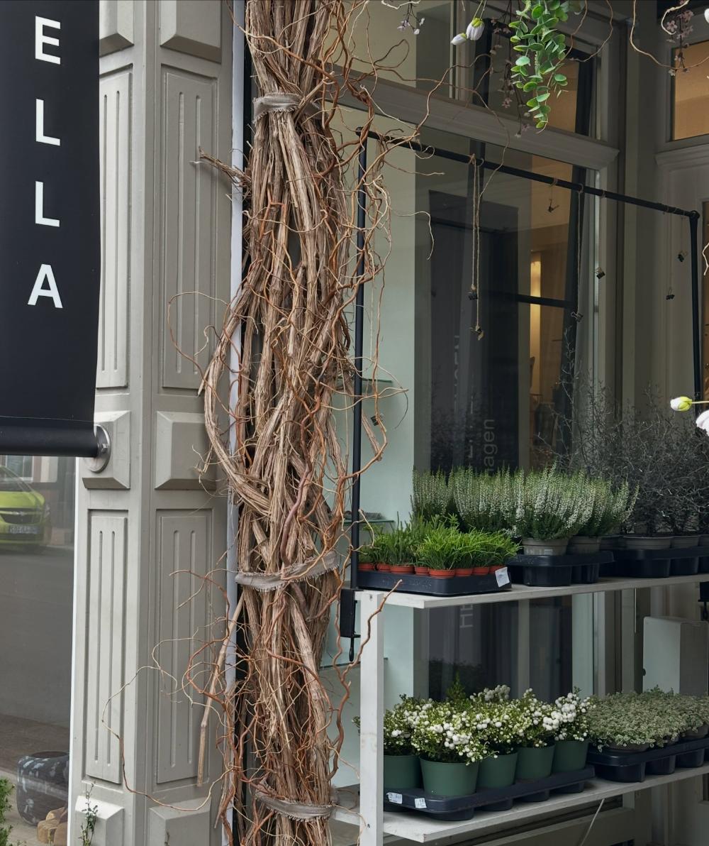 Eingang von ELLA mit schwarzem Schild und Pflanzen vor dem Schaufenster